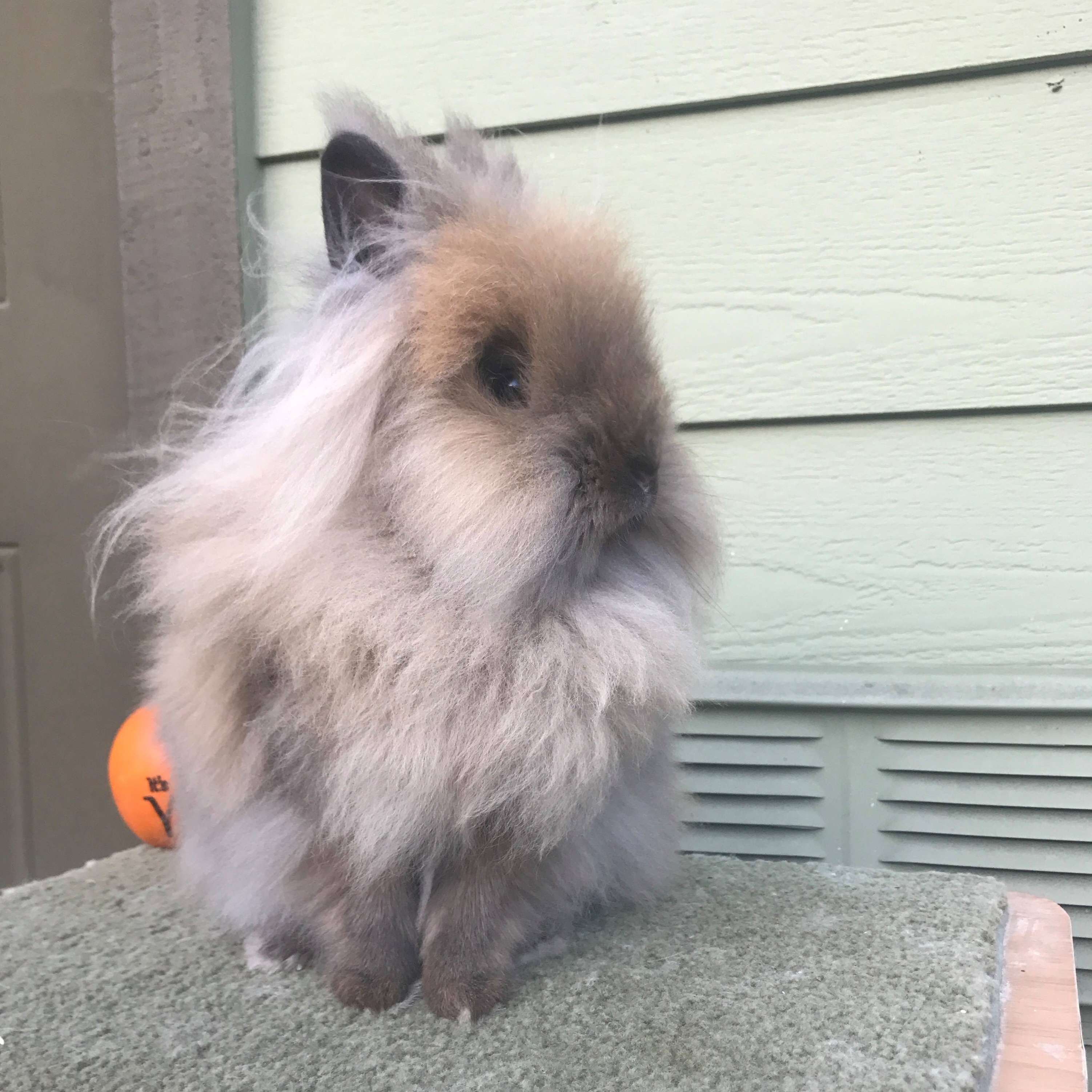 The image features a fluffy rabbit with a mix of light brown and gray fur, giving it a soft, cloud-like appearance. Its ears are upright, and it has a small, rounded face with dark eyes. The rabbit is sitting on a green surface, with a hint of an orange ball visible in the background. The backdrop consists of a light green wall, adding a gentle contrast to the rabbit's fur. The overall scene captures the rabbit in a calm and adorable pose.